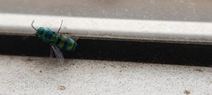 Chrysidini