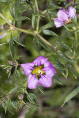 Fagonia cretica