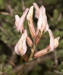 Astragalus cyprius