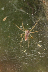 Dendrolycosa robusta