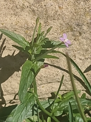 Epilobium ciliatum