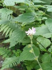 Melandrium