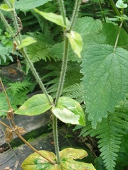 Melandrium