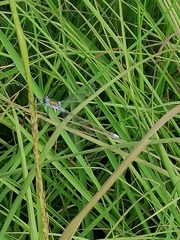 Lestes sponsa