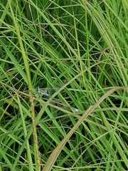 Lestes sponsa