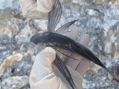 Exocoetidae