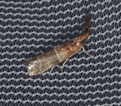 Moodna pallidostrinella