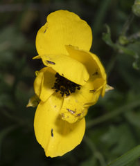 Ranunculus asiaticus