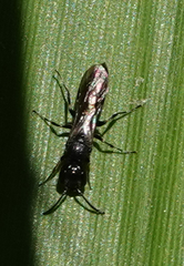 Passaloecus