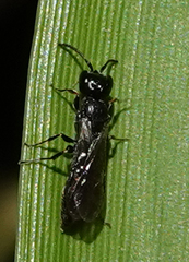 Passaloecus