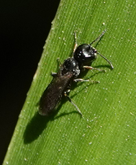 Passaloecus