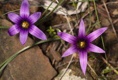 Romulea tempskyana