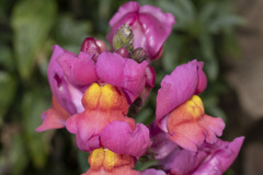 Antirrhinum majus