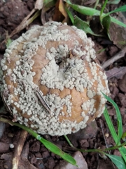 Monilinia