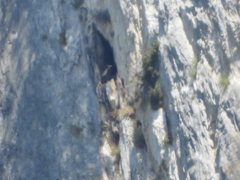 Neophron percnopterus