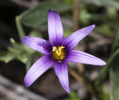 Romulea tempskyana