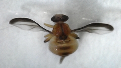 Bactrocera kandiensis
