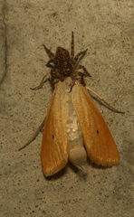Scirpophaga incertulas