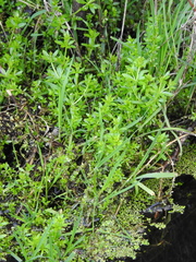 Galium trifidum columbianum