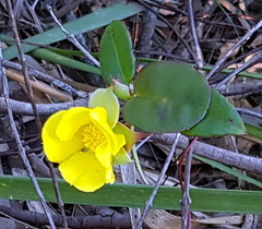 Hibbertia dentata