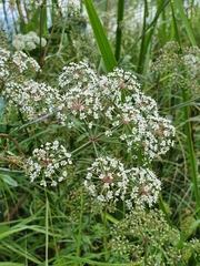 Cicuta virosa