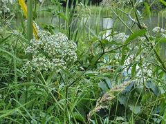 Cicuta virosa