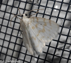 Hydrelia albifera