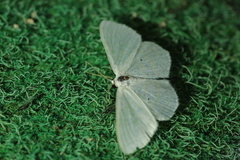 Scopula caricaria