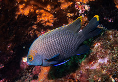 Plectroglyphidodon apicalis