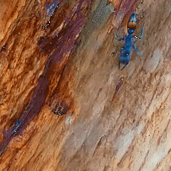 Myrmecia mandibularis