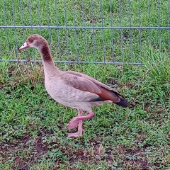 Alopochen aegyptiaca