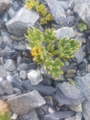 Ranunculus sericophyllus