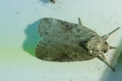 Nycteola asiatica