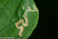 Phytomyza aralivora