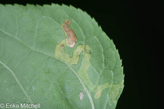 Phytomyza aralivora