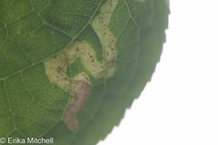 Phytomyza aralivora