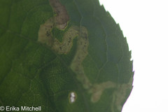Phytomyza aralivora