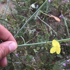 Eulobus californicus