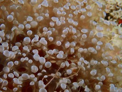Fimbriaphyllia divisa