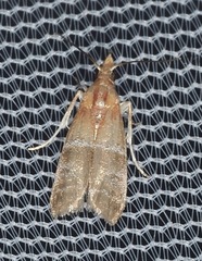 Moodna pallidostrinella