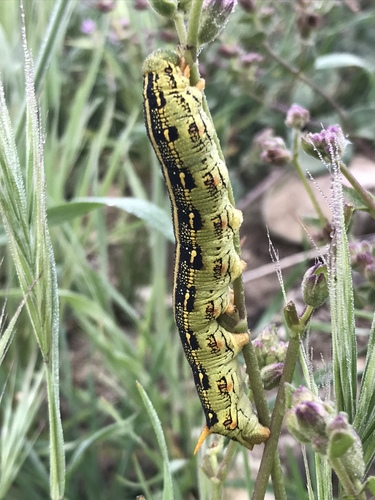 White-lined Sphinx, photo 5 of 9