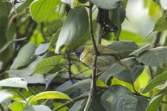 Apalis personata personata