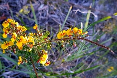 Dillwynia elegans