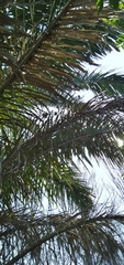 Raphia australis