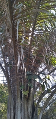 Raphia australis