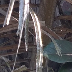 Raphia australis