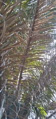 Raphia australis