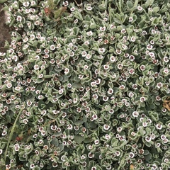 Euphorbia albomarginata