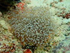 Fimbriaphyllia divisa