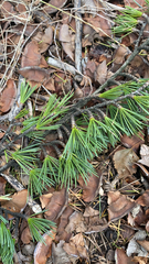 Cedrus deodara